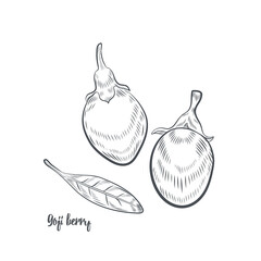 Goji berry sketch vector illustration. Hand drawn goji berries isolated on white background.