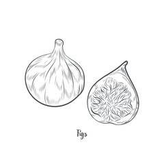 Figs fruit sketch vector illustration. Hand drawn figs isolated on white background.