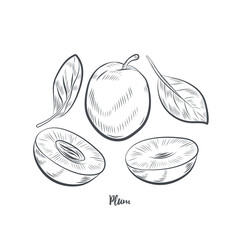 Plum fruit sketch vector illustration. Hand drawn plum isolated on white background.