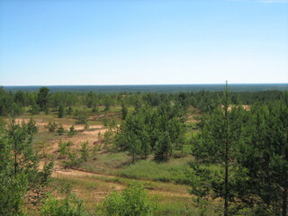 A close up of a lush green forest