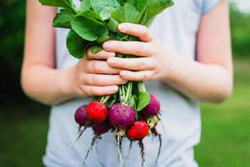 Purple and Red Radishes Freshly Picked From the Garden
