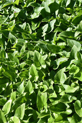 Arum d'Ethiopie en été