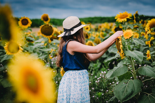 Girl Picking Sunflowers in a Field in Bryan, Ohio