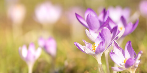 purple crocus flowers in spring photographed in fine art