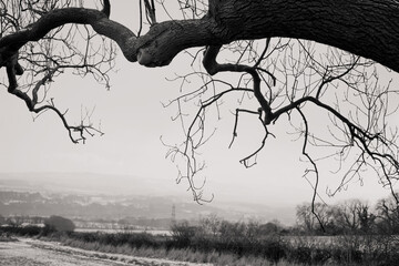 Bare winter tree branches after a snow storm