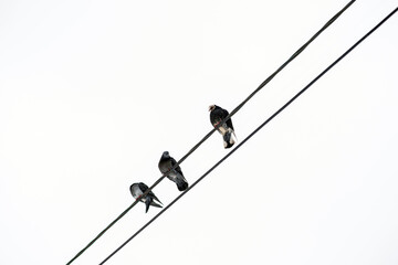 Pigeons sit on power lines