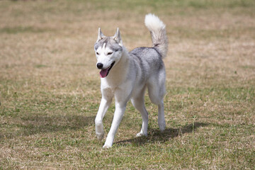 Obraz premium Siberian Husky