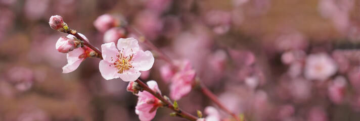 Fototapeta na wymiar Blooming plum tree.