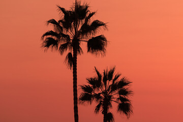 Fototapeta na wymiar Beautiful abstract background with silhouette palm trees in sunset skies