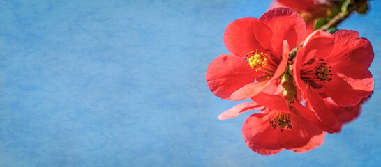 Fototapeta na wymiar Red flowers on a blue background