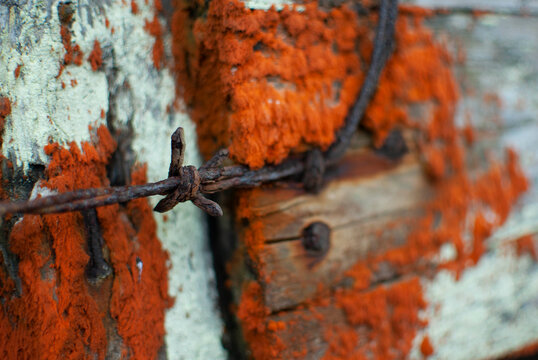 Orange Red Lichen grows on an old fence with rusty barbwire