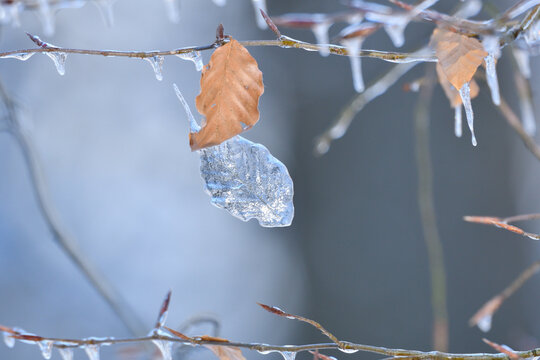 Eisblatt 