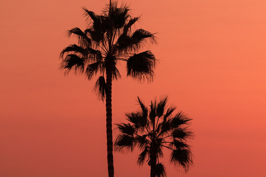 Beautiful abstract background with silhouette palm trees in sunset skies