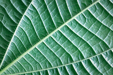 Fresh green tropical leave background, close up, macro