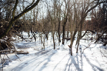 Frozen floodplain rhine cologne merkenich