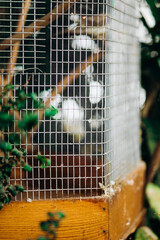 Bird cage close up