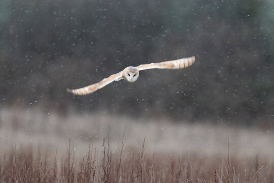 Barn Owl Hunting Over A Field In A Snow Shower