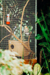Yellow-gray winged parrot. Wild bird in a cage.