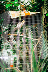 Beautiful yellow-gray winged parrot. Wild bird in a cage among exotic plants
