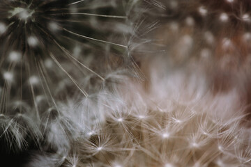 Close up of dandelion seeds on black background