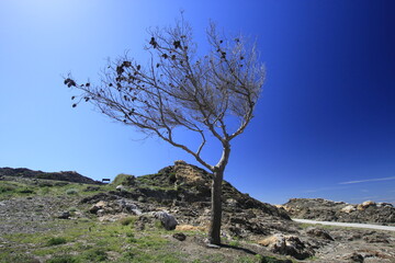 arbol inclinado