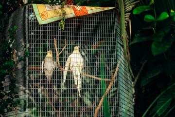 Two yellow-gray winged parrots. Wild birds in a cage among exotic plants