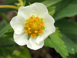 White petals of strawberry flowers. Summer in the garden.