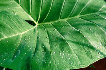 taro leaves with dewdrops on it. Scientific name Colocasia esculenta