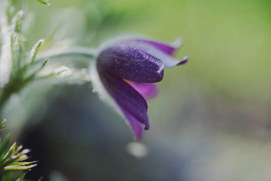 Close up side view of purple pasque flower blooming in a garden.