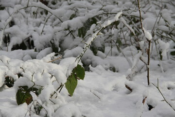 Blätter im Schnee