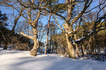 Trees enlightened by the winter sun in northern Poland, Debki village