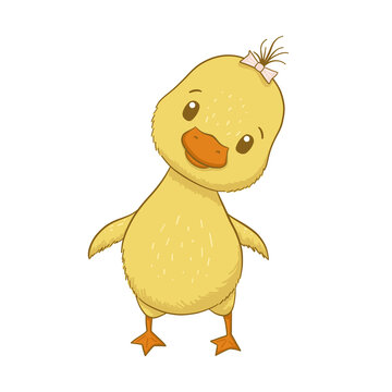 Cute baby duck isolated on white background