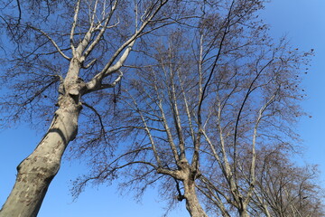 Arbre platane dénudé en hiver sur fond de ciel bleu, ville de Lyon, département du Rhône, France