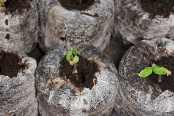 Gartenpflanzen selber anpflanzen