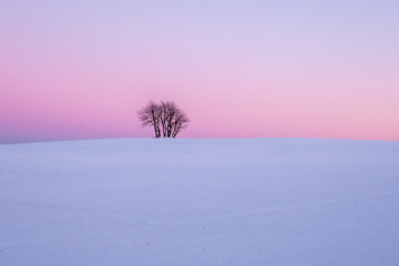 Lonely tree in a snow covered field during the sunset. Pastel evening sky
