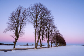 A road in the fields covered with snow in winter. Pastel evening sky