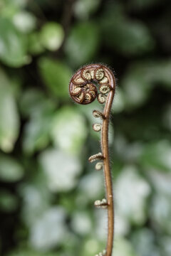 Close up view of furled silver fern fronds