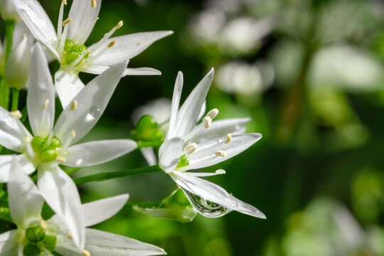 Wild Garlic Petals