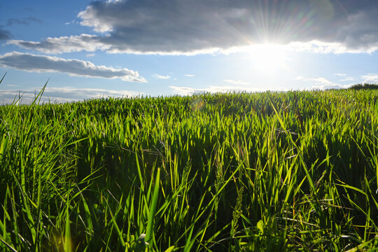 Fresh Growth rye grass