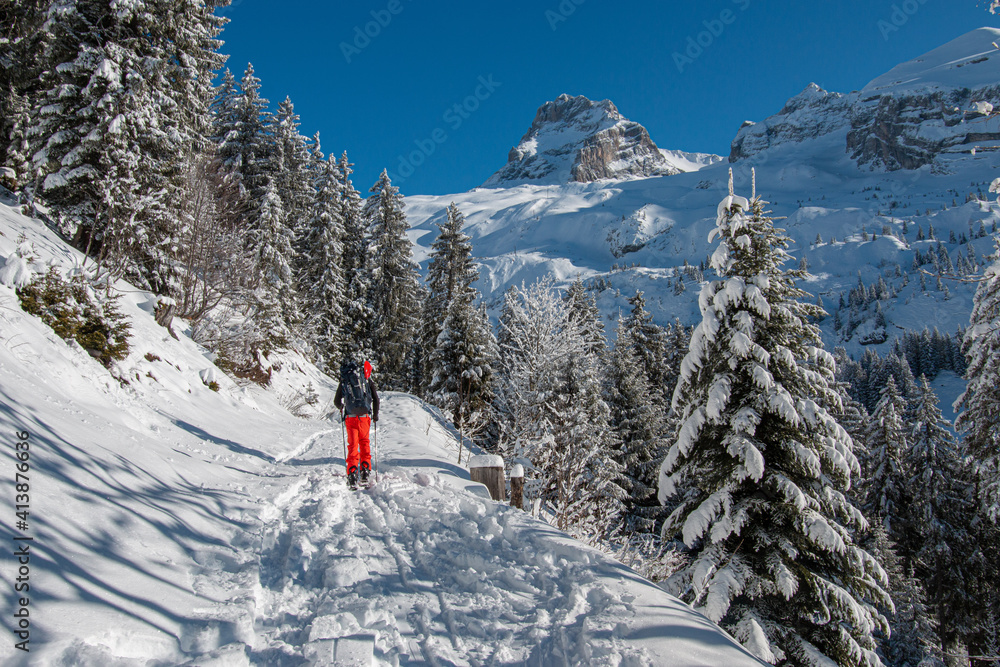 Canvas Prints Splitboarding in the trees, Pointe Percée,Aravis, French Alps