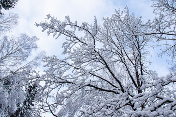 Scenic view of snow-covered tree branches in winter forest