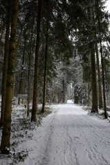 randonn&eacute;e dans les bois en hiver - for&ecirc;t enneig&eacute;e