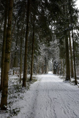 randonnée dans les bois en hiver - forêt enneigée