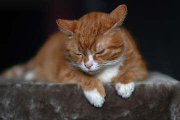 Portrait of a red & white cat on a fur blanket in the studio.