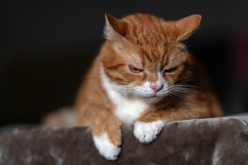 Portrait of a red & white cat on a fur blanket in the studio.
