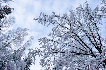 Scenic view of snow-covered tree branches in winter forest