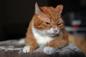 Portrait of a red & white cat on a fur blanket in the studio.