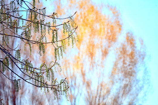 Male and female catkins of a poplar. Populus sp