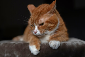 Portrait of a red & white cat on a fur blanket in the studio.