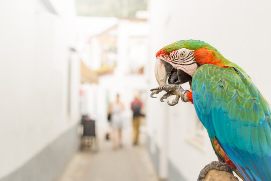 Parrot in Anacapri Italy